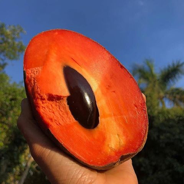 Giống hồng xiêm ruột đỏ khổng lồ gây sốt cộng đồng mạng - Ảnh 1. Giống hồng xiêm ruột đỏ khổng lồ gây sốt cộng đồng mạng - Ảnh 1.