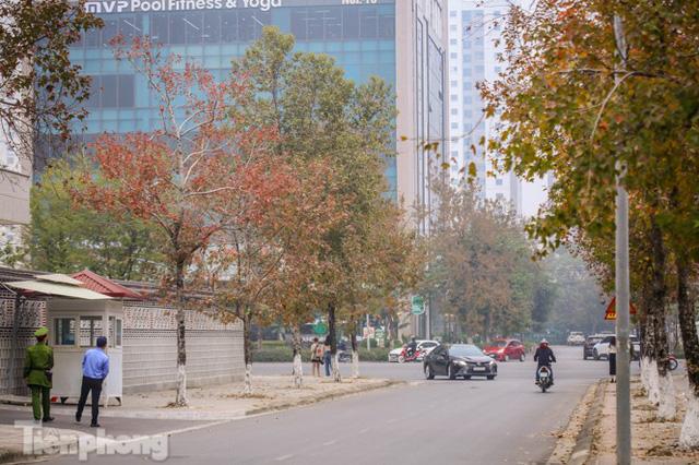 Đẹp ngỡ ngàng với hàng phong thay lá đỏ giữa Hà Nội - Ảnh 2. Đẹp ngỡ ngàng với hàng phong thay lá đỏ giữa Hà Nội - Ảnh 2.
