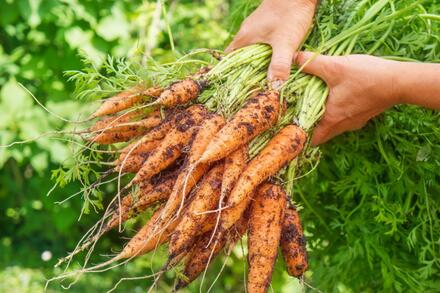 6 loại rau củ không cần dùng thuốc trừ sâu vẫn lớn, người bán hàng còn yên tâm để lại ăn, nhà bạn đã mua đúng chưa?