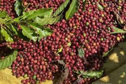 Ảnh hưởng của thời tiết khiến giá cà phê thế giới đồng loạt tăng