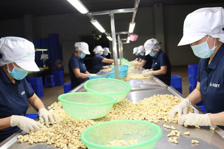 Ngành điều 2026: Mở rộng thị trường, nâng tầm chế biến sâu