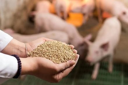 Sản xuất, buôn bán thức ăn chăn nuôi chứa chất cấm bị phạt tới 100 triệu đồng