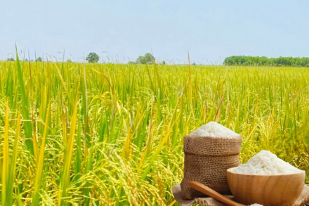 Giá lúa gạo hôm nay ngày 26/6/2026: Gạo xuất khẩu đảo chiều tăng