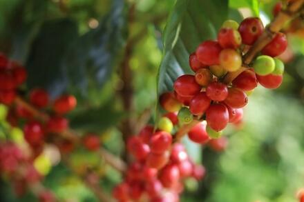 Bản tin nông sản hôm nay (30-6): Giá hồ tiêu, cà phê đi ngang