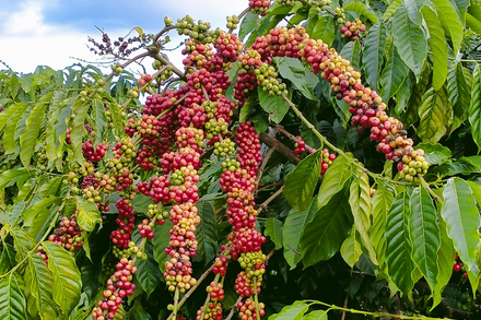 Bản tin nông sản hôm nay (14-7): Giá cà phê ổn định, hồ tiêu giảm mạnh
