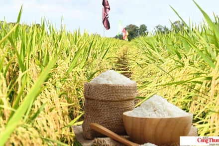 Giá lúa gạo hôm nay ngày 17/7/2026: Lúa tươi tiếp đà tăng mạnh