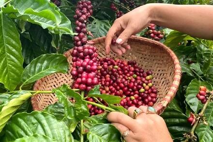 Bản tin nông sản hôm nay (29-7): Giá cà phê và hồ tiêu cùng tăng