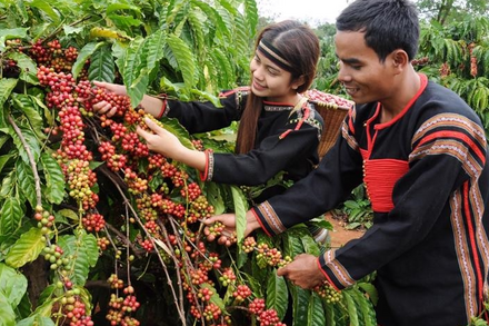 Bản tin nông sản hôm nay (31-7): Giá cà phê giảm, giá hồ tiêu ổn định