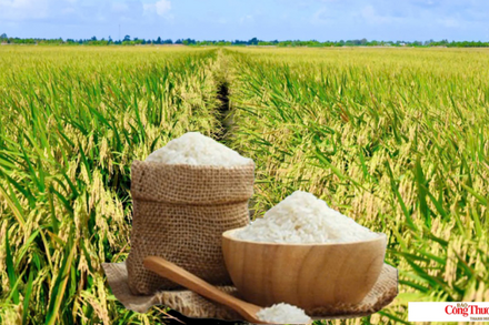Giá lúa gạo hôm nay ngày 6/8/2026: Gạo xuất khẩu biến động trái chiều