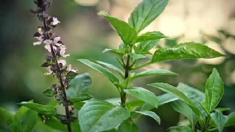 Một loại rau gia vị tốt cho phong thủy, cải thiện nhan sắc