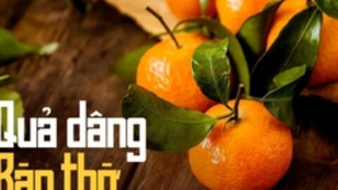 Vì sao mua cam canh, quýt bày bàn thờ nên kèm lá, đặc biệt trong dịp Tết?