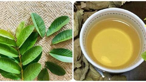 Nước lá ổi tốt cho sức khoẻ nhưng lại "đại kỵ" với người mắc bệnh này