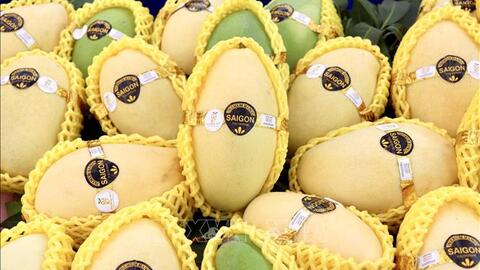 An Giang xuất khẩu lô xoài keo đầu tiên sang Hàn Quốc