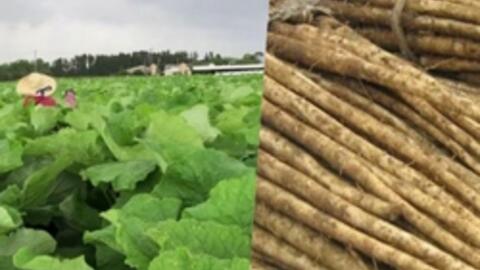 Cây lá to như cái quạt, củ dài cả mét chữa được nhiều bệnh