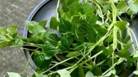Loại rau Việt không trồng vẫn um đầy vườn, là "thần dược" tốt hơn cả nhân sâm