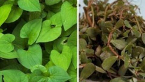 5 loại rau mọc đâu cũng tốt được lương y sử dụng làm thuốc