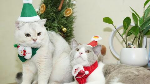 Giới trẻ chi hàng triệu đồng mỗi tháng để chăm sóc thú cưng