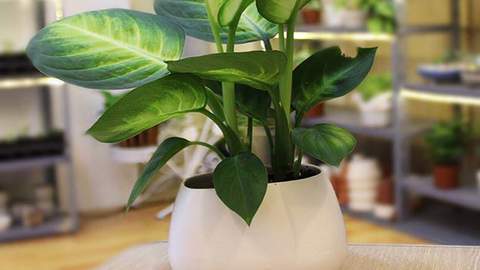 Loại cây được người giàu ưa chuộng, giúp hút tài lộc: Cần biết điều này để "tránh hoạ"