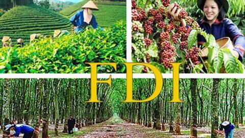 Thu hút đầu tư trực tiếp nước ngoài vào lĩnh vực nông nghiệp của Việt Nam vẫn còn khiêm tốn