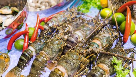 10 tháng, xuất khẩu tôm hùm Việt Nam đạt kỷ lục 712 triệu USD