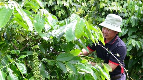 Bản tin nông sản hôm nay (25-6): Giá cà phê trong nước tăng mạnh