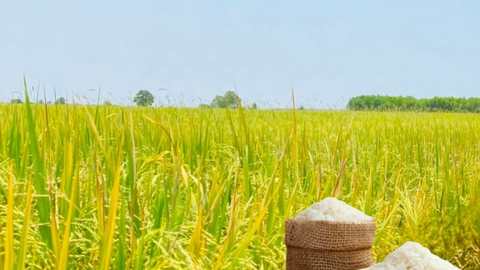 Giá lúa gạo hôm nay ngày 26/6/2026: Gạo xuất khẩu đảo chiều tăng