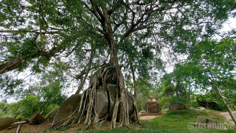 Cây sanh di sản nghìn tuổi có dáng thế độc nhất vô nhị, “báu vật” của làng