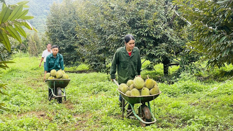 Gia Lai: Bỏ phố lên rừng, lão nông sở hữu hơn 1.600 cây sầu riêng, thu gần 7 tỷ đồng mỗi năm