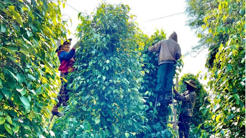 Giá tiêu hôm nay 8/7/2026: Đồng loạt tăng 1.000 đồng/kg