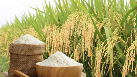 Giá lúa gạo hôm nay ngày 9/7/2026: Lúa tươi biến động trái chiều