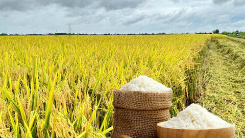 Giá lúa gạo hôm nay ngày 10/7/2026: Gạo Đài Thơm tăng 500 đồng/kg