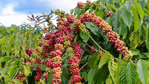 Bản tin nông sản hôm nay (14-7): Giá cà phê ổn định, hồ tiêu giảm mạnh