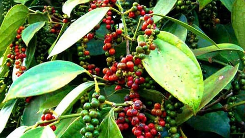 Bản tin nông sản hôm nay (24-7): Giá cà phê giảm