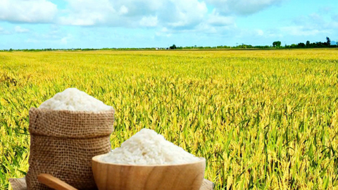 Giá lúa gạo hôm nay ngày 27/7/2026: Tấm thơm tăng nhẹ