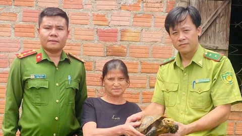 Gia Lai: Người dân tự nguyện giao nộp cá thể rùa núi vàng quý hiếm
