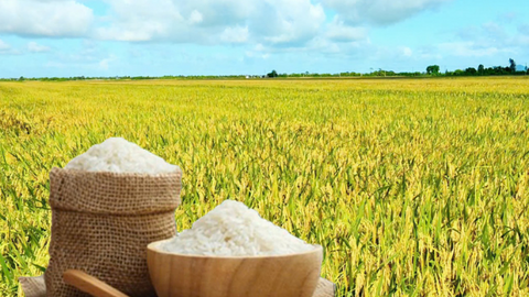 Giá lúa gạo hôm nay ngày 31/7/2026: Lúa tươi đồng loạt tăng