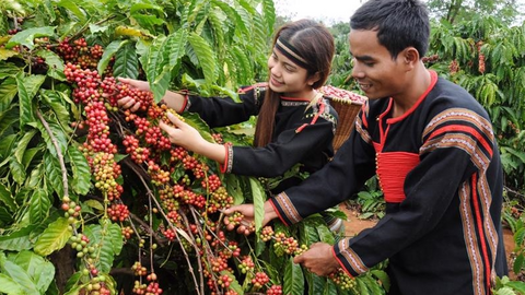 Bản tin nông sản hôm nay (31-7): Giá cà phê giảm, giá hồ tiêu ổn định