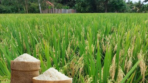 Giá lúa gạo hôm nay ngày 5/8/2026: Lúa tươi đồng loạt tăng nhẹ
