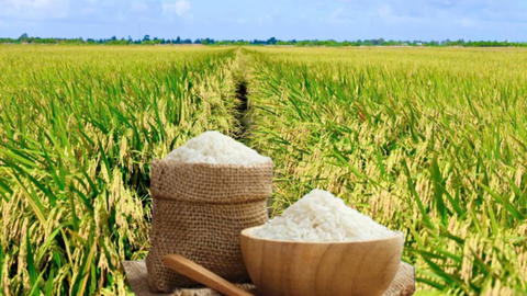 Giá lúa gạo hôm nay ngày 6/8/2026: Gạo xuất khẩu biến động trái chiều