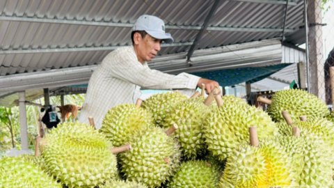 Sầu riêng bước vào cuộc đua về chất lượng
