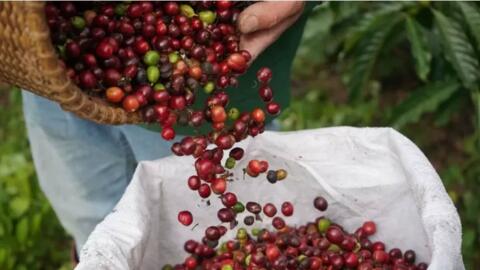 Bản tin nông sản hôm nay (6-10): Giá cà phê trong nước tương đối ổn định