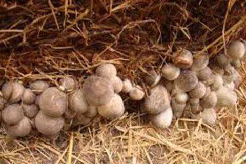 <a href="/tieu-dung" title="Tiêu dùng" rel="dofollow">Tiêu dùng</a>