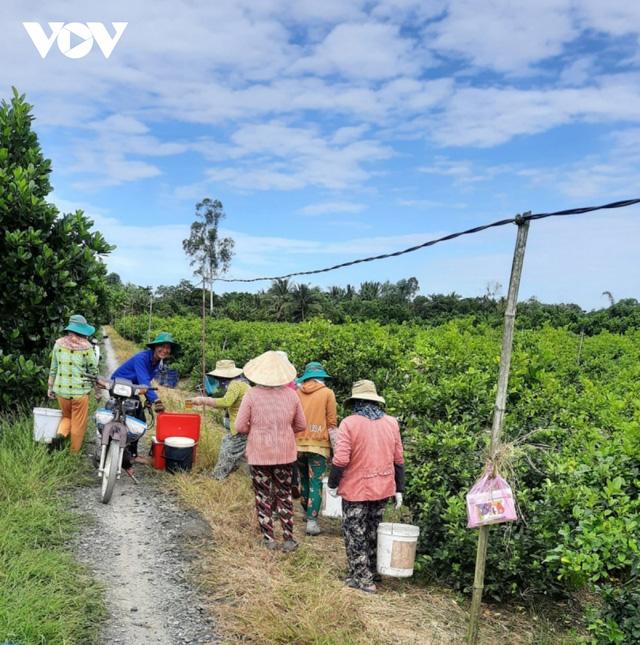 Giá chanh tăng gấp đôi, nhiều nhà vườn trúng đậm - Ảnh 1.