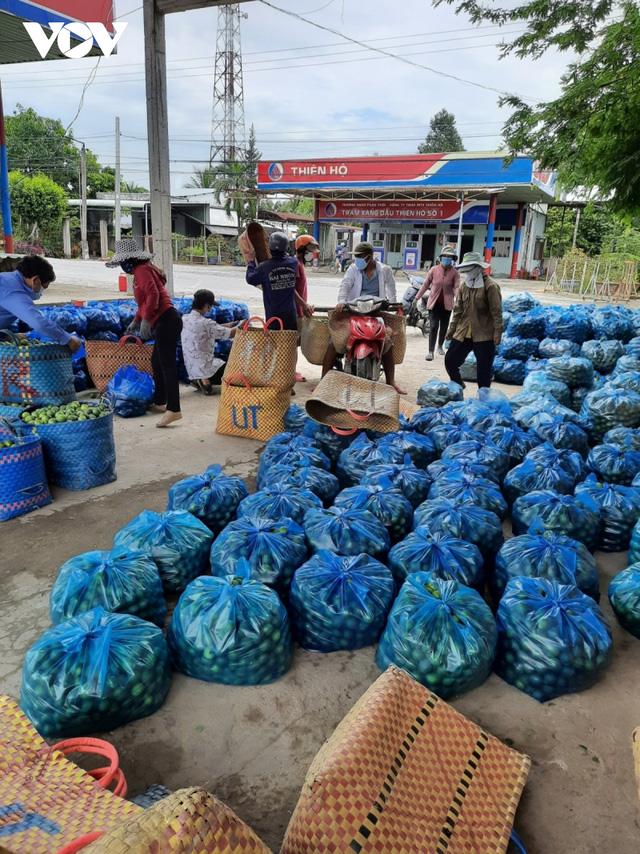 Giá chanh tăng gấp đôi, nhiều nhà vườn trúng đậm - Ảnh 4.