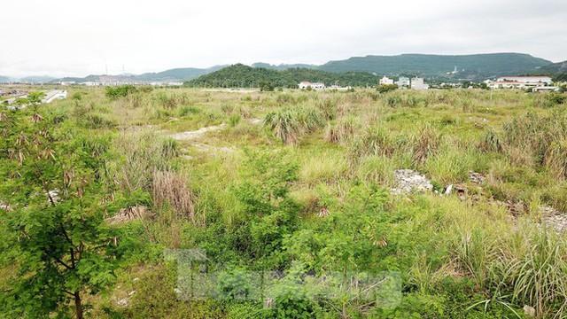 Khu đô thị gần 100ha đất vàng ở Quảng Ninh bỏ hoang, cỏ mọc um tùm - Ảnh 1. Khu đô thị gần 100ha đất vàng ở Quảng Ninh bỏ hoang, cỏ mọc um tùm - Ảnh 1.