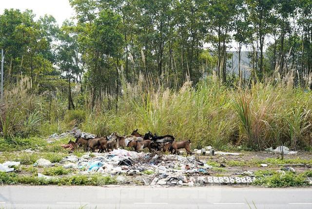 Khu đô thị gần 100ha đất vàng ở Quảng Ninh bỏ hoang, cỏ mọc um tùm - Ảnh 4. Khu đô thị gần 100ha đất vàng ở Quảng Ninh bỏ hoang, cỏ mọc um tùm - Ảnh 4.