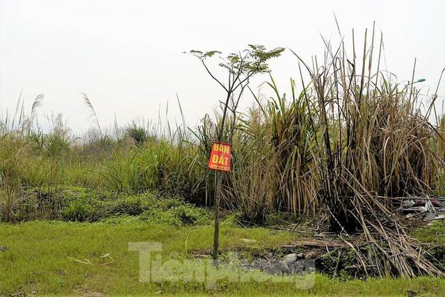 Khu đô thị gần 100ha đất vàng ở Quảng Ninh bỏ hoang, cỏ mọc um tùm - Ảnh 7. Khu đô thị gần 100ha đất vàng ở Quảng Ninh bỏ hoang, cỏ mọc um tùm - Ảnh 7.