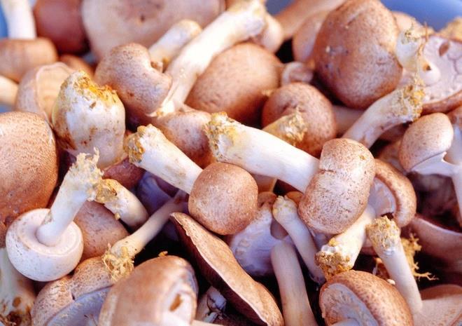 Giải mã bí mật về Fucoidan từ tảo biển với sức khỏe - Ảnh 3.