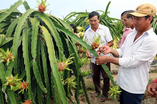 Giải pháp nào để ứng phó biến đổi khí hậu tại Tiền Giang? - Ảnh 2