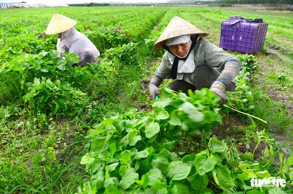 Cấp chứng nhận VietGAP: Sẽ thu hồi giấy phép nếu vi phạm - Ảnh 1.